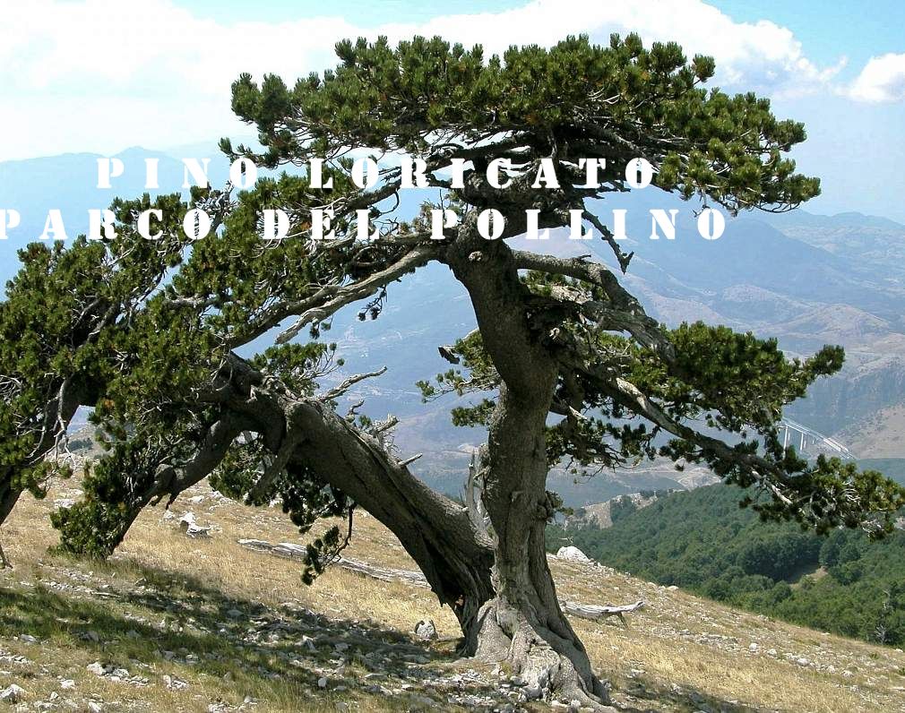 145240407240456_Pino Loricato foto nel Parco del Pollino.jpg